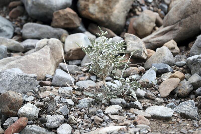 Ras Al Khaimah, United Arab Emirates - November 26, 2018: The remarkable plants of the Ru'us Al Jibbal and Hajjar Mountains are being recorded by botanist Marina Tsaliki for the RAK government before they are lost to quick paced development. Monday the 26th of November 2018 in Ras Al Khaimah. Chris Whiteoak / The National