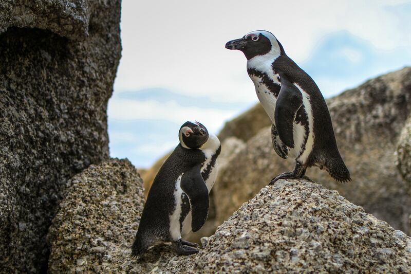 African penguins at Boulders Beach, Cape Town, South Africa. Photo: Unsplash