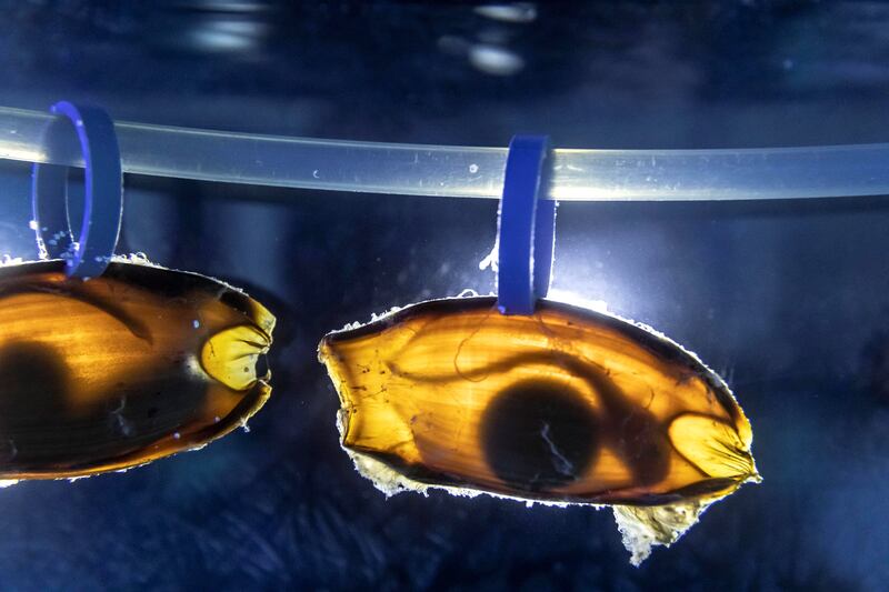 Arabian Carpetsharks egg cases with the sharks vissible through the case in one of the back of house salt water tanks in Atlantis, The Palms, where the hotel foster aqualic life born in the property's exhibit aqaurium on May 23rd, 2021. 
Antonie Robertson / The National.
Reporter: Nicholas Webster for National.