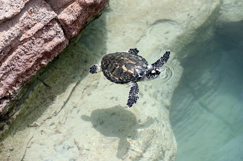 Dubai, United Arab Emirates - April 18th, 2018: Photo project. The Dubai turtle rehabilitation project. The turtles swim in the manmade lagoon. Wednesday, April 18th, 2018 at Jumeirah Al Naseem, Dubai. Chris Whiteoak / The National