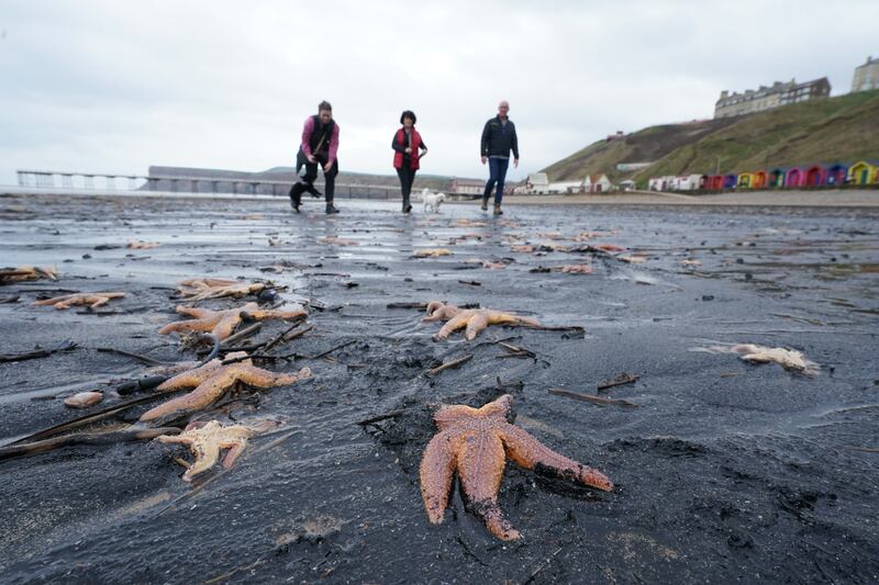 Thousands of dead and dying starfish were discovered washed up on the beach at Saltburn-by-the-Sea in North Yorkshire on Wednesday. PA