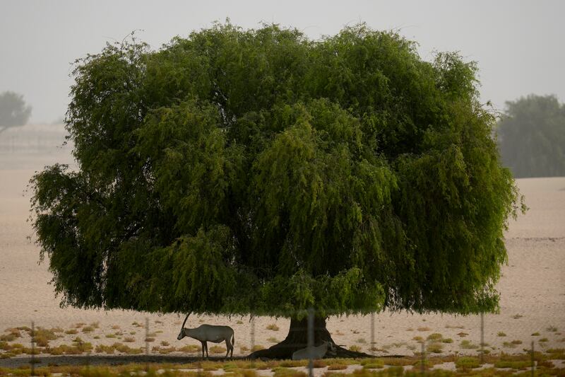 An Arabian oryx takes refuge in the shade of a tree during a dusty hot day at a conservation area in Dubai. AP