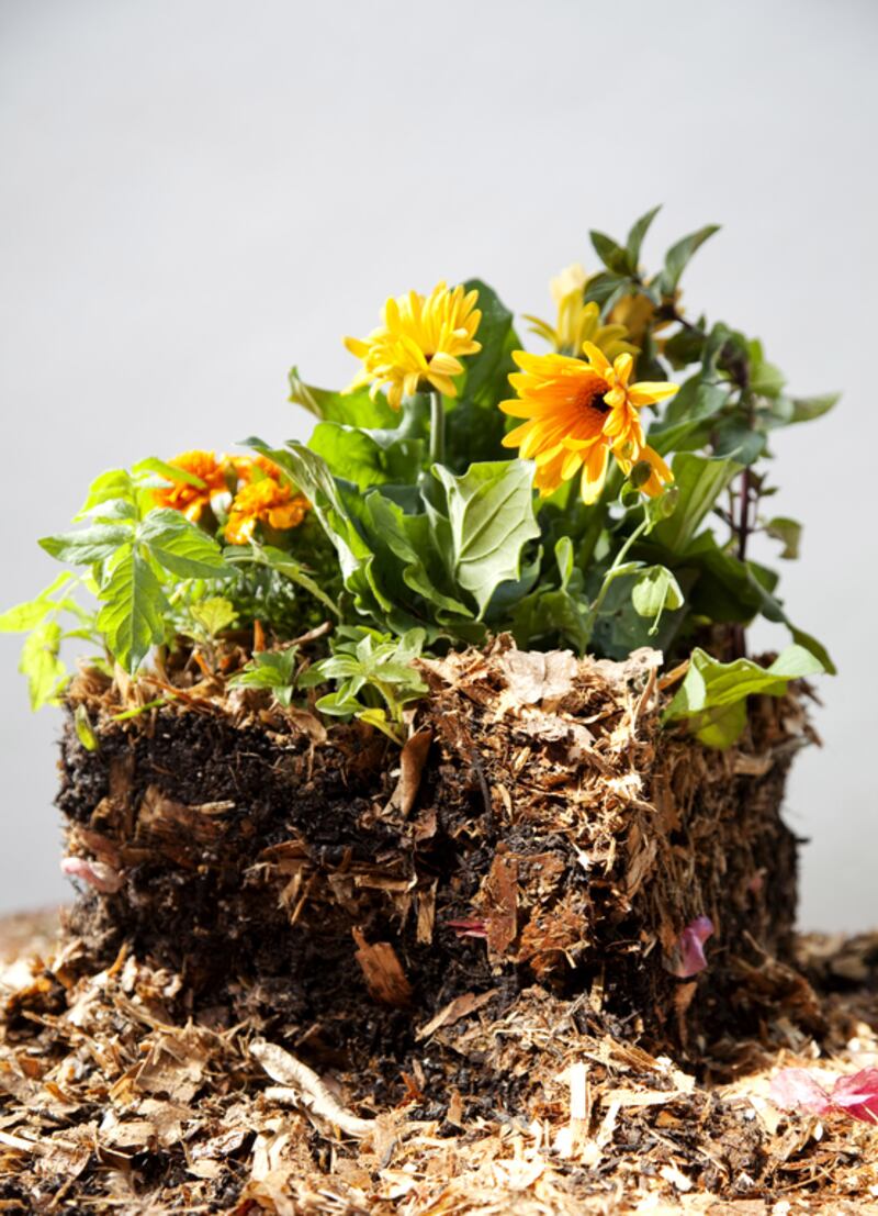 Composting can improve the quality of the soil, and consequently the health of the plant. 