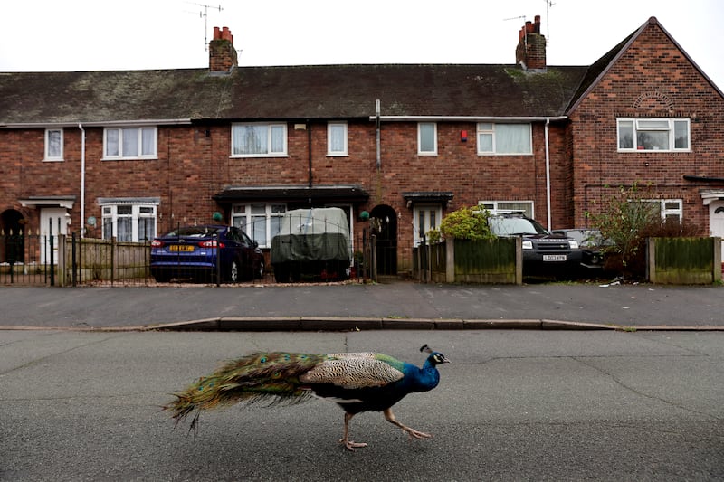 A peacock brought a splash of colour as it was spotted walking around a residential street in Knutton, Newcastle-under-Lyme, on Tuesday. Reuters