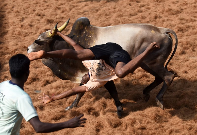 A bull throws a 'bullfighter' during an annual bull taming event "Jallikattu" in the village of Palamedu on the outskirts of Madurai.  Arun Sankar / AFP