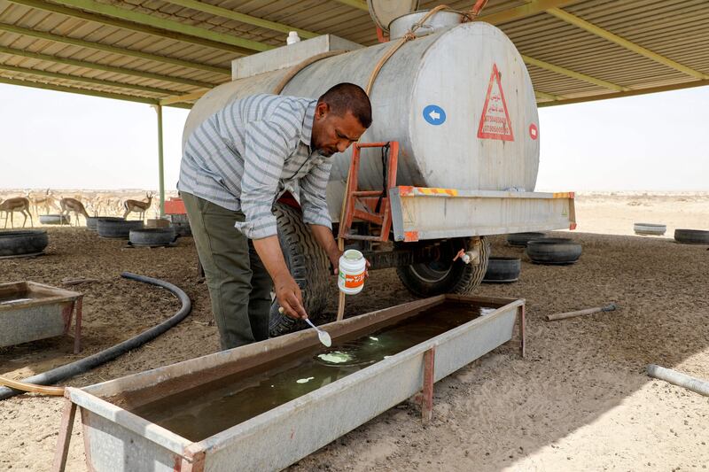 Turki Al Jayashi, director of the Sawa wildlife reserve, adds nutrition supplements to a water trough at the reserve.  
