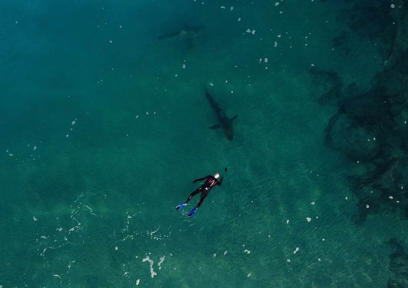 A diver tries to photograph a group of sharks in the shallow water. EPA