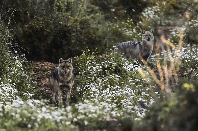 Jackals are seen at a field in the coastal city of Batroun in Lebanon. AFP