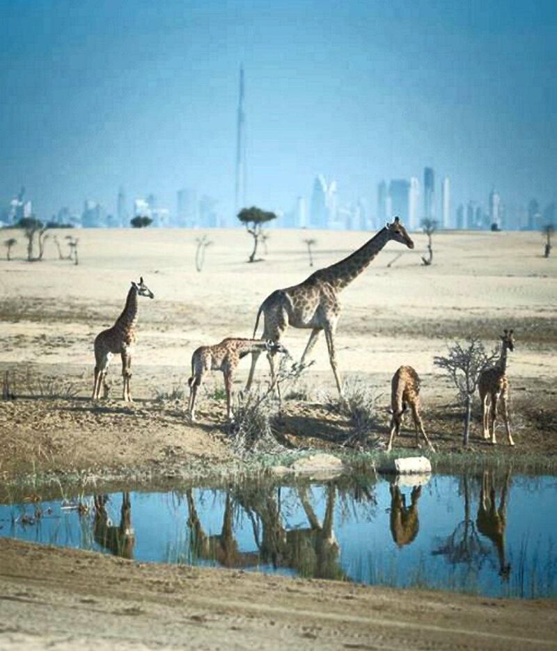 Stand tall. #MyDubai #Giraffe #Sanctuary