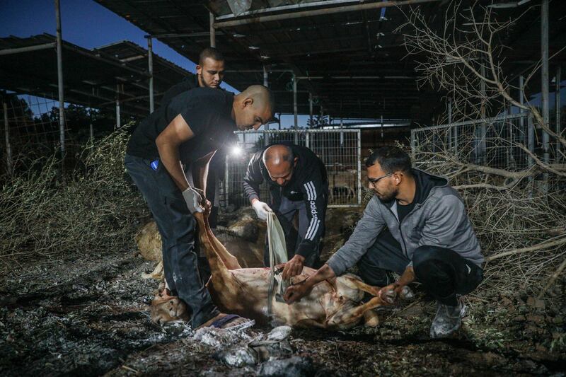 Israeli Arabs treat a wounded sheep that was injured by a rocket fired from the Gaza Strip, where nearby a father and his daughter were killed, in the village of Dahmash near the Israeli city of Lod, Wednesday, May 12, 2021. (AP Photo/Ofer Vaknin)