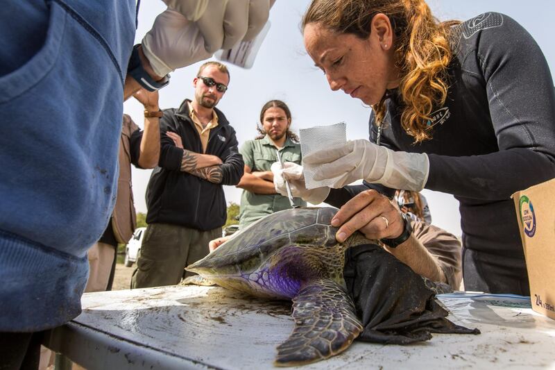Jimena Rodriquez has been involved in several important turtle rehabilitation projects in the UAE and has conducted research both locally and in Oman to confirm the links between turtle feeding and nesting grounds. Courtesy: Emirates Nature - WWF