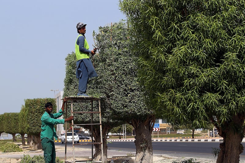 Umm Al Qwain, September, 19, 2018: Municipality worker cuts the Damas tree in Umm Al Qwain. Satish Kumar for the National/ Story by  Ruba Haza