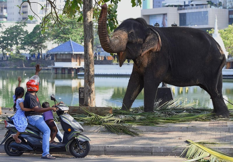 Commuters wave to an elephant as he rests near a public road in Colombo, Sri Lanka. AFP