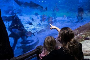 Abu Dhabi, United Arab Emirates - Visitors enjoying the fish feeding at the opening of National Aquarium Abu Dhabi.  Ruel Pableo for The National