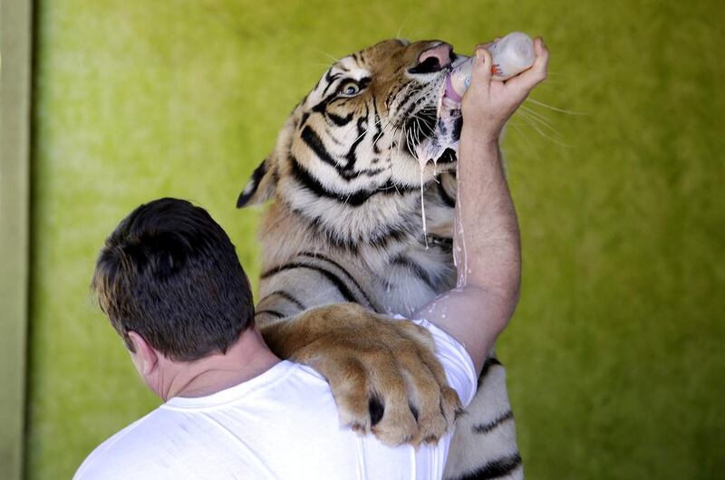 Ary Borges feeds his tiger Dan at his home in Maringa, Brazil. Renata Brito / AP Photo