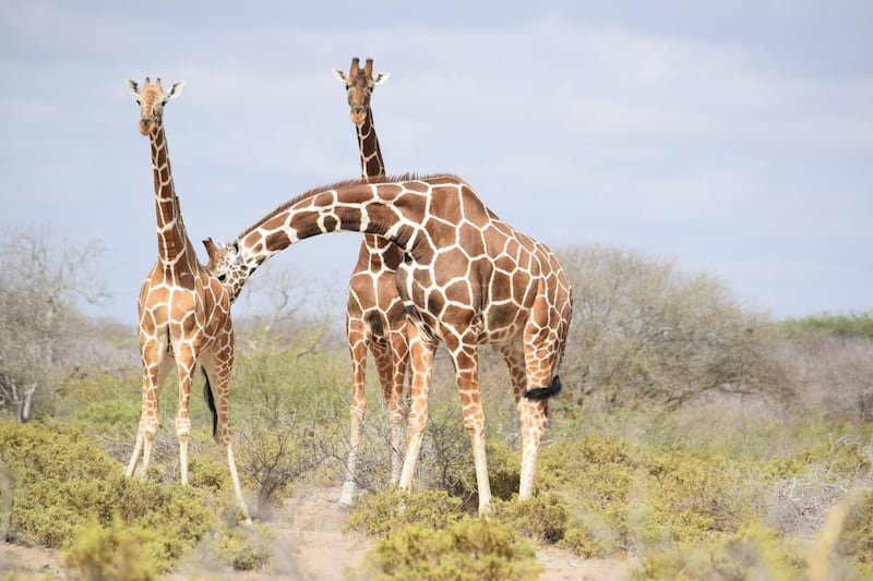 The Mohamed bin Zayed Species Conservation Fund is helping the Somali Giraffe Project