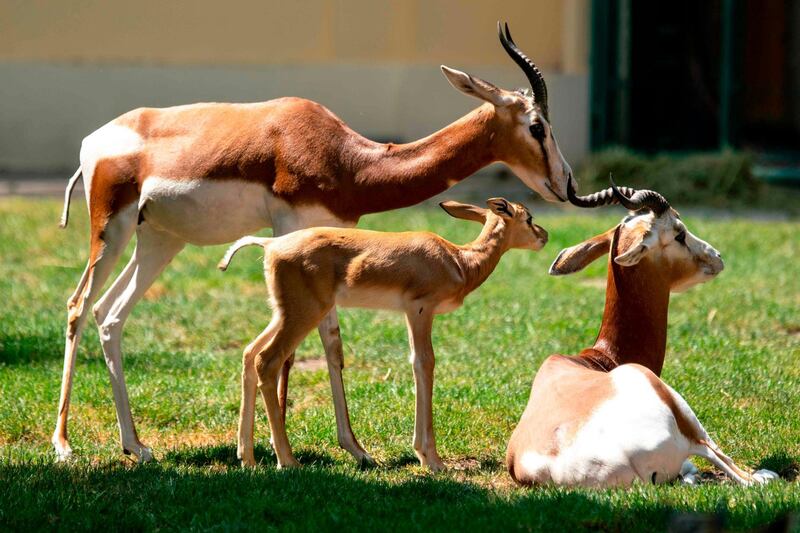 A picture taken shows a family of Dama gazelle resting in the sun at the Schoenbrunn zoo in Vienna Austria. AFP
