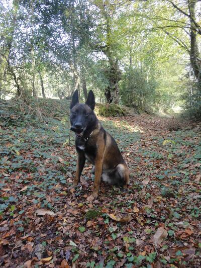 A handout picture released by the French Navy via Britain's People's Dispensary for Sick Animals (PDSA) on April 22, 2021 shows French Military Working Dog Leuk training with French Navy commandos in Brittany, northwest France, in early 2019 ahead of Leuk’s deployment to Mali.  A French special forces dog called Leuk has won a British animal charity's top award for gallantry, after he saved lives by cornering insurgents during an anti-terrorist operation in Mali. The five-year-old dog, nicknamed "Leuk la Chance" -- "Lucky Leuk" -- died in a subsequent operation in May 2019, when he was killed by an armed insurgent. Leuk received the posthumous PDSA Dickin Medal for bravery.
 - RESTRICTED TO EDITORIAL USE - MANDATORY CREDIT "AFP PHOTO / FRENCH NAVY / PDSA " - NO MARKETING - NO ADVERTISING CAMPAIGNS - DISTRIBUTED AS A SERVICE TO CLIENTS
 / AFP / People's Dispensary for Sick Animals (PDSA) / French Navy / - / RESTRICTED TO EDITORIAL USE - MANDATORY CREDIT "AFP PHOTO / FRENCH NAVY / PDSA " - NO MARKETING - NO ADVERTISING CAMPAIGNS - DISTRIBUTED AS A SERVICE TO CLIENTS
