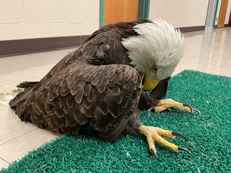 This undated photo provided by The Raptor Centre at the University of Minnesota, shows a lead-poisoned bald eagle in St Paul. The Raptor Centre, University of Minnesota via AP