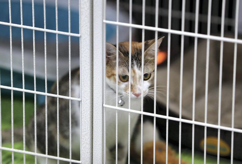 ABU DHABI ,  UNITED ARAB EMIRATES , AUGUST 28 – 2019 :- Cat for adoption at the Cloud 9 Pet Hotel & Care stand during the ADIHEX 2019 held at ADNEC in Abu Dhabi. ( Pawan Singh / The National ) For News.. Story by Daniel 