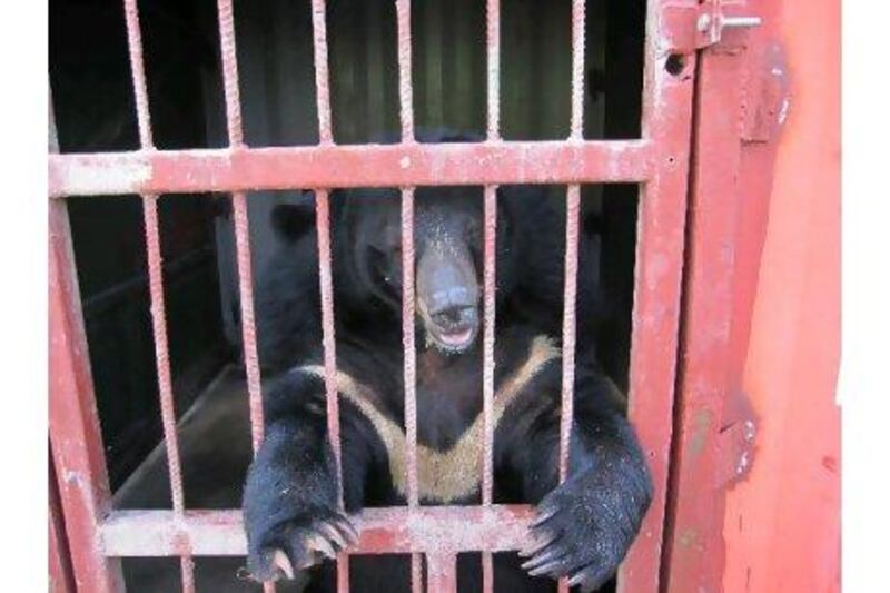 While panda bears are beloved around the world, a reader notes, moon bears are often mistreated in China. AFP