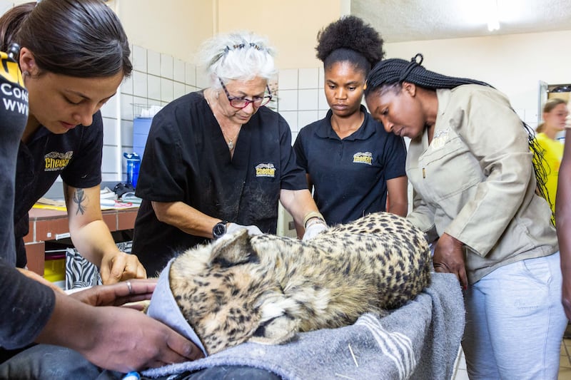 Cheetah Conservation Fund (CCF) founder and executive director, Dr Laurie Marker, and a specialist team prepare cheetahs for translocation to India at the CCF Centre in Otjiwarongo, Namibia, on September 12, 2022. All photos: CCF