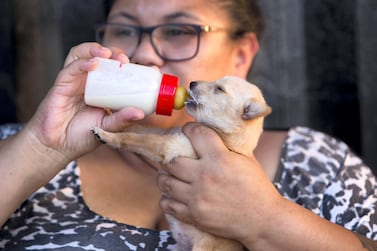 UMM ALQUWAIN, UNITED ARAB EMIRATES - at the Stray Dog Centre, Umm AL Quwain. Ruel Pableo for The National for Evelyn Lau's story