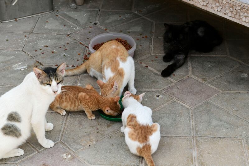 Meal time for the rescued cats. Khushnum Bhandari / The National