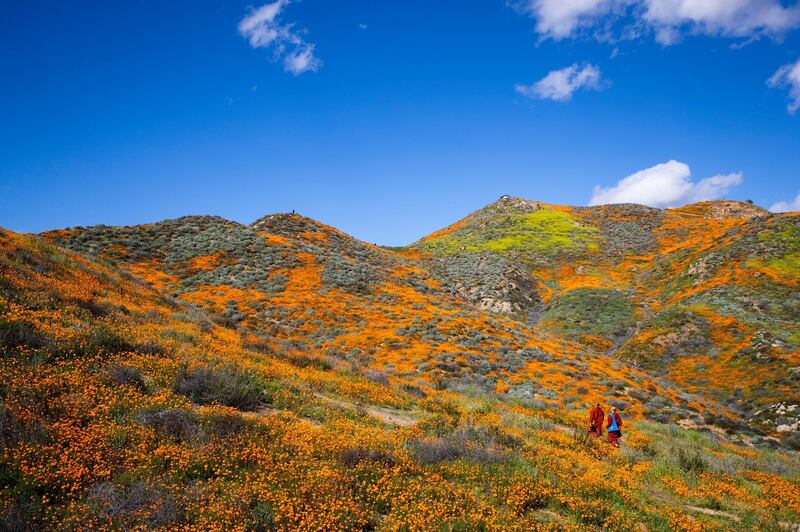 Two buddhist monks walk among the poppy fields as they are blooming on the slops of Walker Canyon near Lake Elsinore, California, USA. The heavy rains in California have boosted the growth of wild desert flowers, an occurrence called super bloom.  EPA