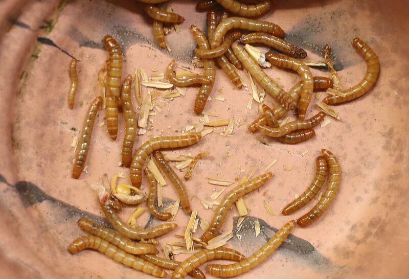 The Dubai venue typically feeds the plants on mealworms, which provide all the required nutrients 
