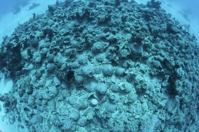 A larger mound of jars found at the bottom of the sea bed found by the team. Photo: Massimo Bicciato