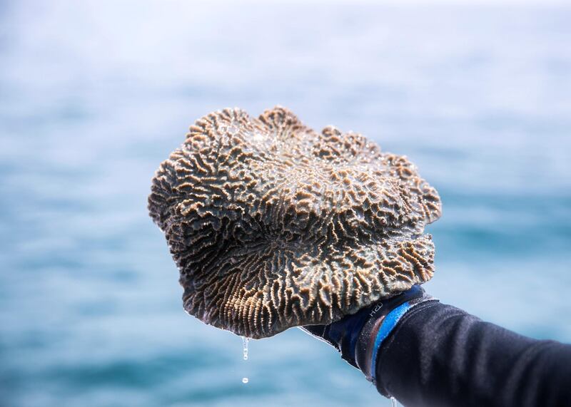 FUJAIRAH, UNITED ARAB EMIRATES. 3 AUGUST 2020. 
The UAE is calling on more volunteer divers to help restore and replant coral reefs in the open waters of Fujairah.

Over the next five days, teams of volunteers will take fresh coral from Dibba Fujairah Port and replant it further out at sea, about 1km from Dibba Rock, a popular diving spot in the emirate.  

The campaign is part of an initiative by the Ministry of Climate Change and Environment and Fujairah Adventure Centre to help sustain and grow marine life in UAE waters.
(Photo: Reem Mohammed/The National)

Reporter:
Section: