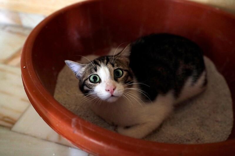 A rescued cat safe and well at Animals Lebanon, Beirut. AFP