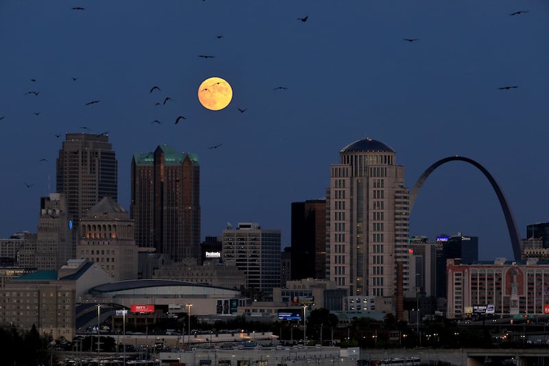 Crows fly as the Hunter's Moon rises over the St. Louis skyline in the US. Photo: AP