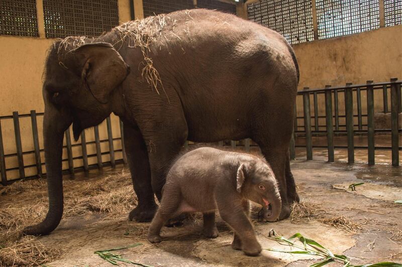 A one-month-old female baby Sumatran elephant is seen next to her mother Siska at the Taman Safari Zoo in Pasuruan, East Java.  AFP