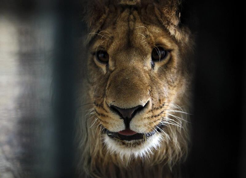 Marjan, a male lion, looks out from his cage in Kabul’s zoo. Omar Sobhani / REuters
