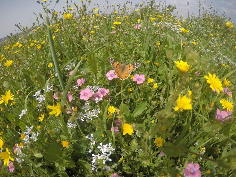 A still from a video shows one of the millions of migratory vanessa cardui butterflies which have made their home in Lebanon during a particuarlly wet spring. Jawad El Amine for The National