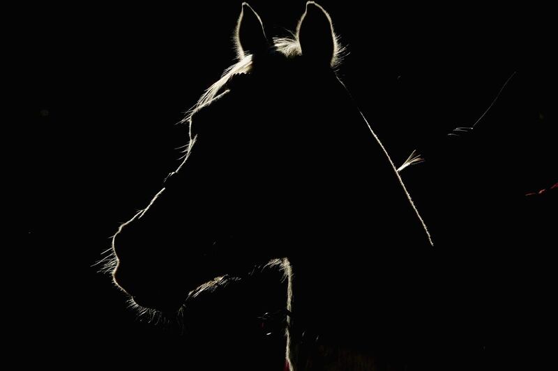 A Clerk of the Course's horse is silhouetted against the afternoon sun during Sydney Racing at Royal Randwick Racecours in Sydney, Australia. Mark Evans / Getty Images