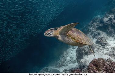 Green sea turtle (Chelonia mydas) swimming close to a school of fish. Remora fish attached behind its head. WAM