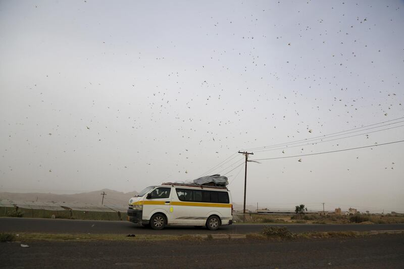 Swarms of desert locusts fly around a farm.