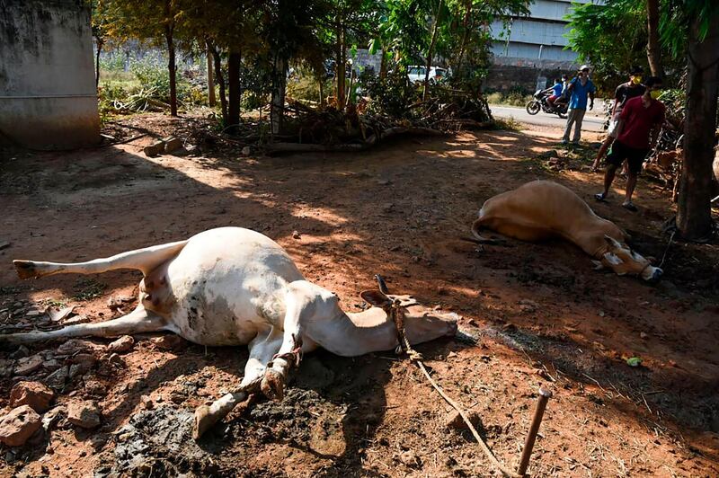 People stand near dead cows following a gas leak at the LG Polymers plant in Visakhapatnam.  AFP