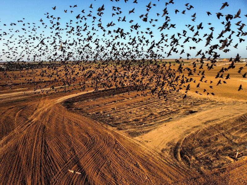 A murmuration of migrating starlings fly across the sky near the city of Beer Sheva, southern Israel, January 11, 2022.  Picture taken with a drone on January 11, 2022.  REUTERS /  Amir Cohen