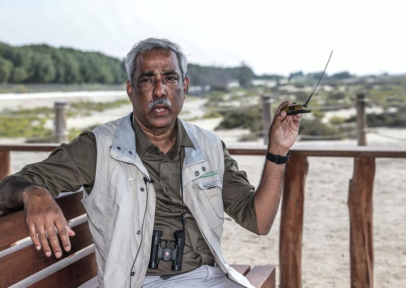 Abu Dhabi, U.A.E., November 13, 2018.  
Etihad Airways and Environment Agency-Abi Dhabi launch the Abu Dhabi Birdathon to commemorate the Year of Zayed at the Al Wathba Wetland Reserve, Abu Dhabi. --  Dr. Salim Javed, Acting Director- Terrestrial Biodiversity & Marine Diodiversity, explains the tracking device attached to Emilia and the other Birdathon flamingos.
Victor Besa / The National
Section:  NA
Reporter:  Haneen Dajani