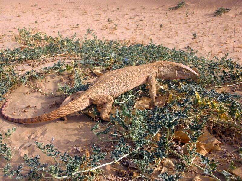 A desert monitor. The species has an average body length of about one metre. Photo: Johannes Els