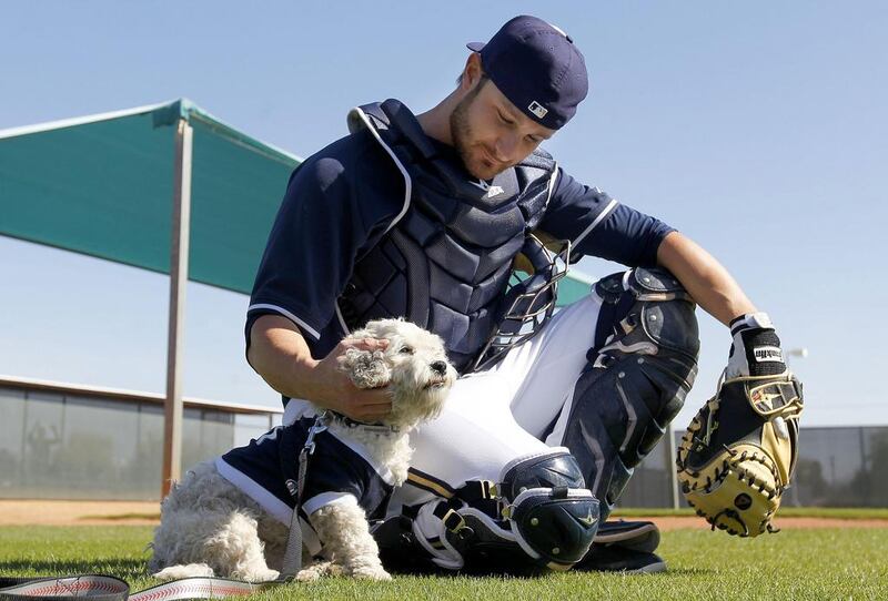 Milwaukee Brewers catcher Jonathan Lucroy pets Hank, a stray dog who has become the new spring training mascot since the dog showed up on Monday, during Brewers spring training baseball practice on February 20, 2014, in Phoenix. AP Photo / Ross D. Franklin 