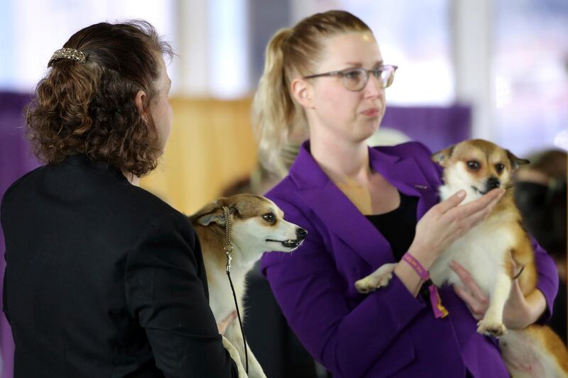 Tracy Rousseau, left, owner and handler of dog Eva, and Jessica de Jong, handler of dog Pikku, both the Norwegian Lundehund breed, compete in the Best of Breed event. Photo: AP