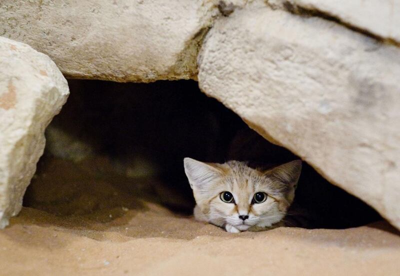 A Sand Cat plays peek-a-boo at the Al Ain Zoo in Abu Dhabi. Lauren Lancaster / The National