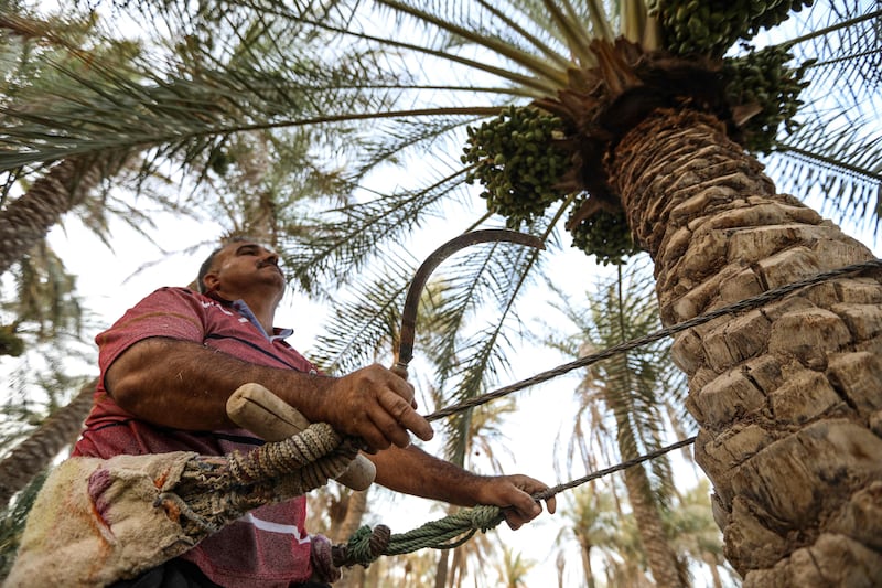 While a 2010 initiative to boost date palm numbers ended eight years later due to lack of funds, officials expect it to be relaunched, as more money has now been made available.