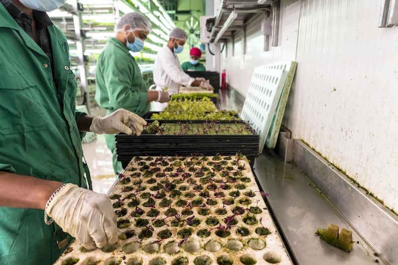 AJMAN, UNITED ARAB EMIRATES. 07 APRIL 2021. UNS Hydroponic farm ocated in Al Quoz industrial area of Dubai. Hydroponics is a method of growing plants without soil; instead, nutrients are provided via a water-based system. It’s among the most feasible methods considered to deal with the growing concern for resource sustainability and food production in the future. (Photo: Antonie Robertson/The National) Journalist: Janice Rodrigues. Section: National.