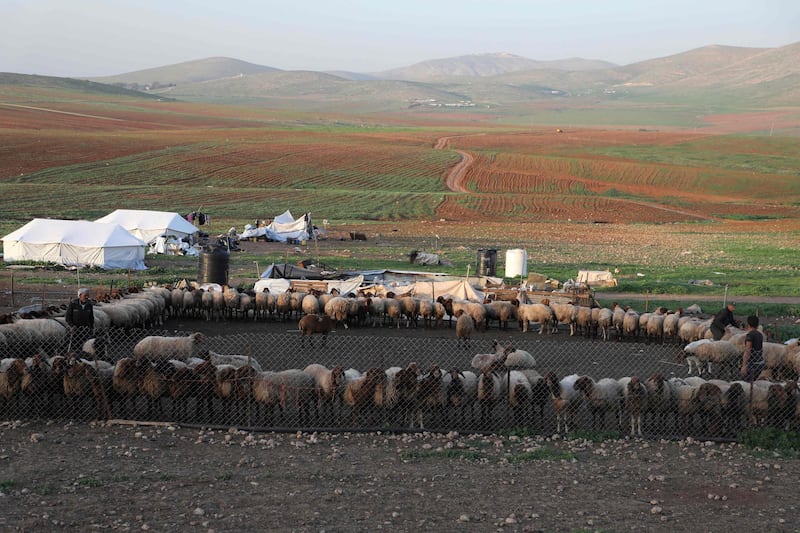 Bedouins' sheep are penned near tents in the village of Humsah al-Baqia, in the Israeli-occupied West Bank. Under Israeli military law, Palestinians cannot build in the area without permits. These are typically refused, and demolitions are common. AFP